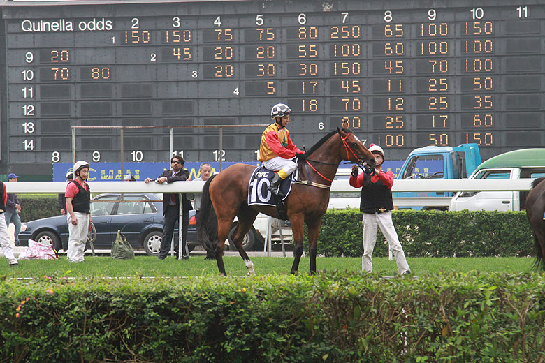 Макао, Скачки, Подготовка к заезду (Macao, Horse Racing, Preparation for racing)