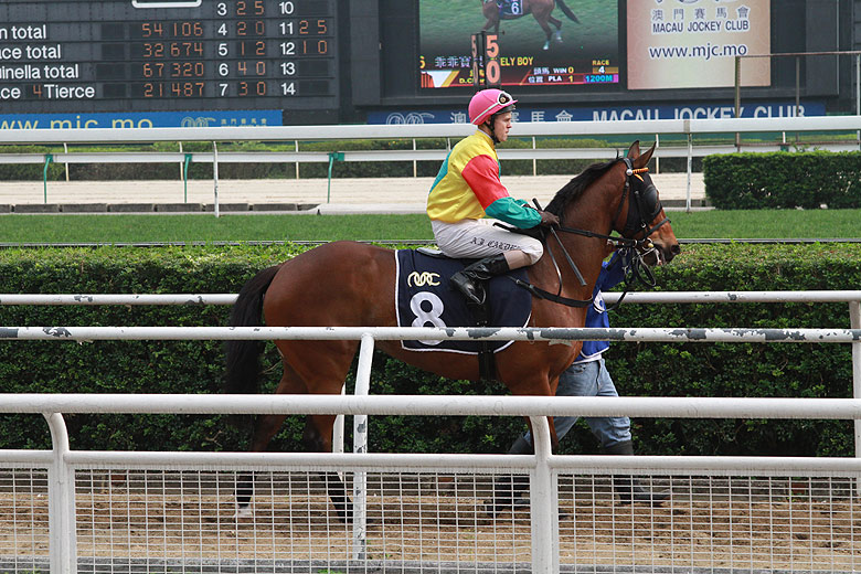 Макао, Скачки, Подготовка к заезду (Macao, Horse Racing, Preparation for racing)