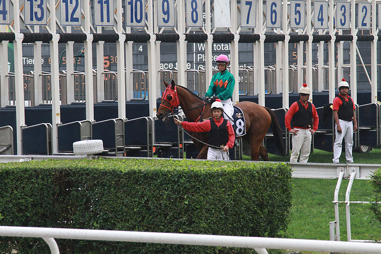 Макао, Скачки, Подготовка к заезду (Macao, Horse Racing, Preparation for racing)
