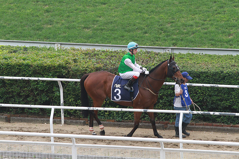 Макао, Скачки, Подготовка к заезду (Macao, Horse Racing, Preparation for racing)