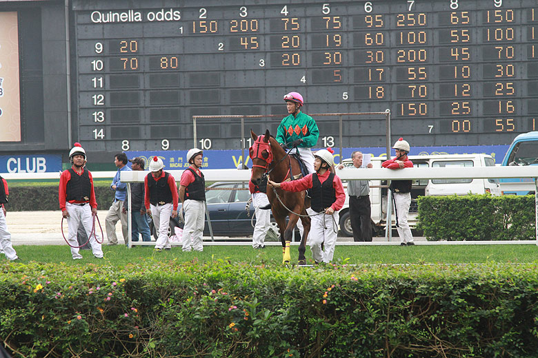 Макао, Скачки, Подготовка к заезду (Macao, Horse Racing, Preparation for racing)